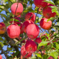 Fruta roja china de la manzana para la venta